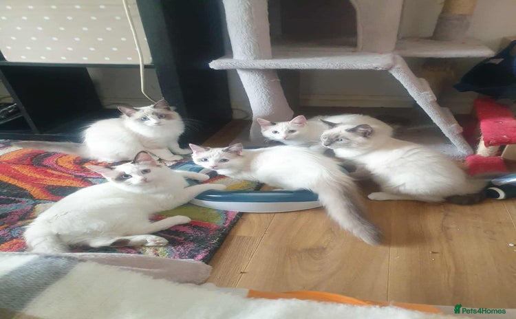 Ragdoll cats - Advert 10