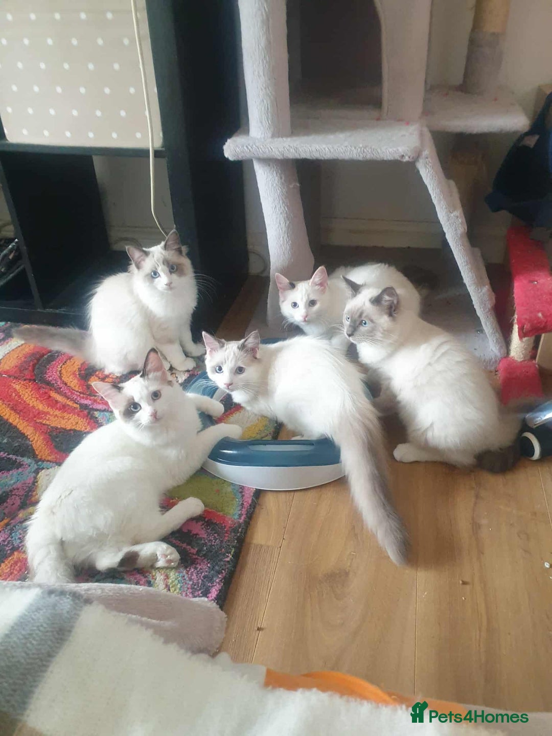 Ragdoll cats for sale: Ragdoll kittens  - Image 1