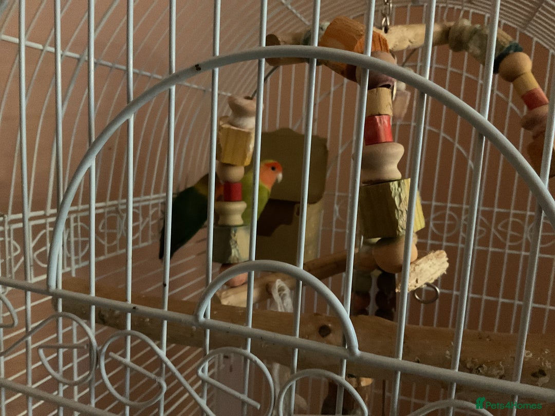 Lovebirds birds for sale: Love birds  - Advert 2