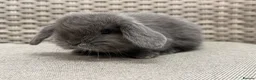 Mini Lop rabbits for sale: Last 2 plush lops available to reserve - Advert 30