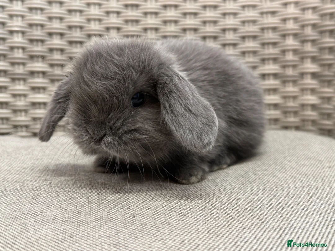 Mini Lop rabbits for sale: Last 2 plush lops available to reserve - Advert 30