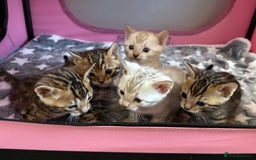 Bengal cats for sale: Supreme Grand Champion TICA bengal kittens  - Image 1