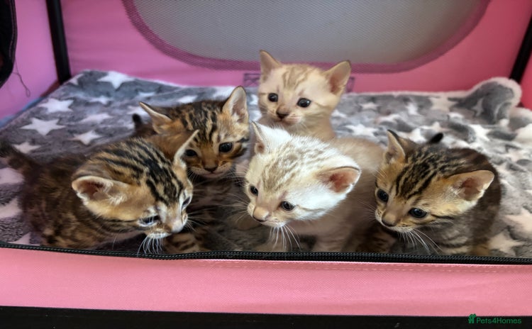 Bengal cats - Advert 14