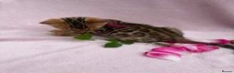 Bengal cats for sale: 🐆✨Outstanding TICA Registered Bengal cubs  ✨🐆 - Advert 3