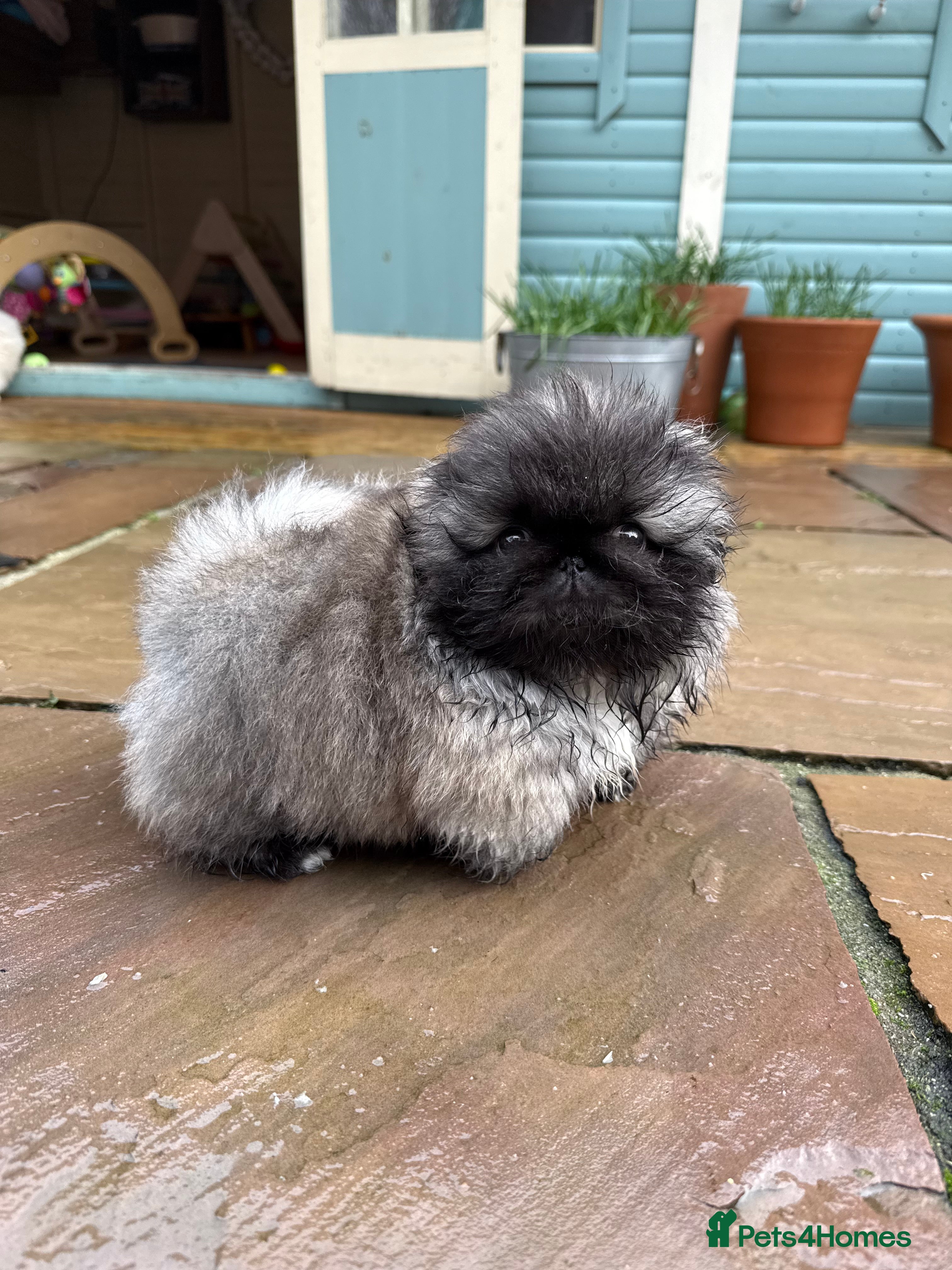 Pekingese dogs Biggiwigs Pekingese Puppy Availability - Advert 2