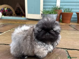 Pekingese dogs Biggiwigs Pekingese Puppy Availability - Advert 2