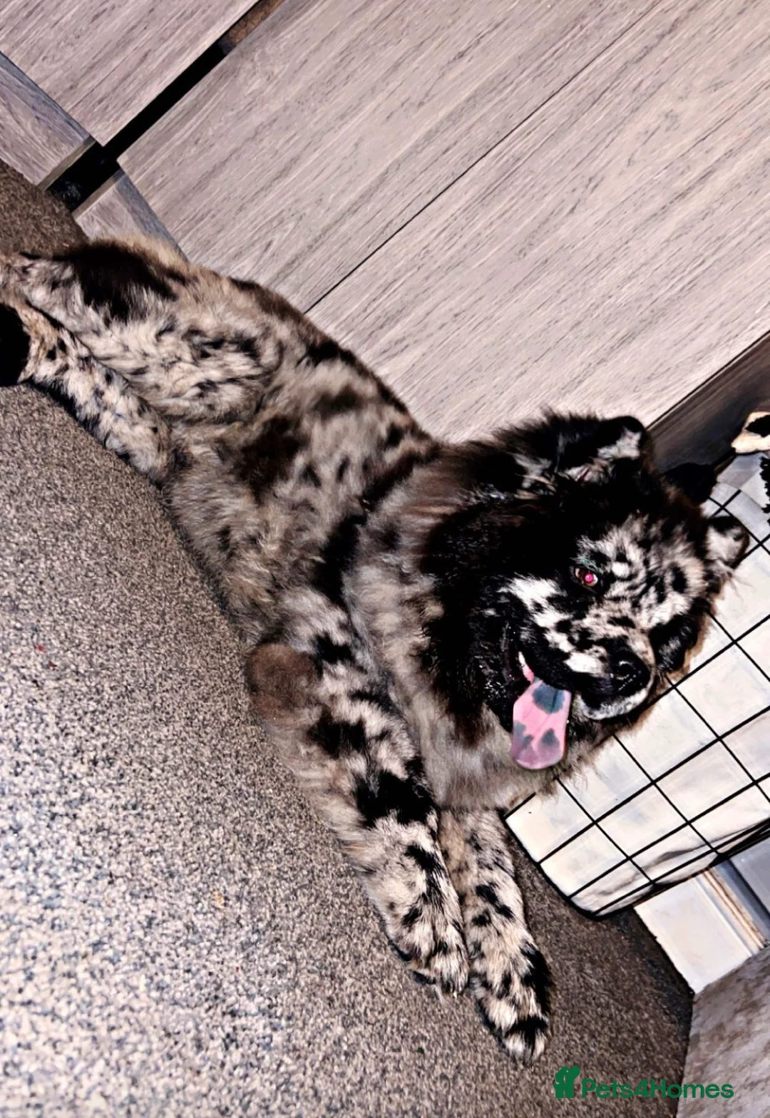 Chow Chow dogs for sale: Male chow chow  - Advert 2