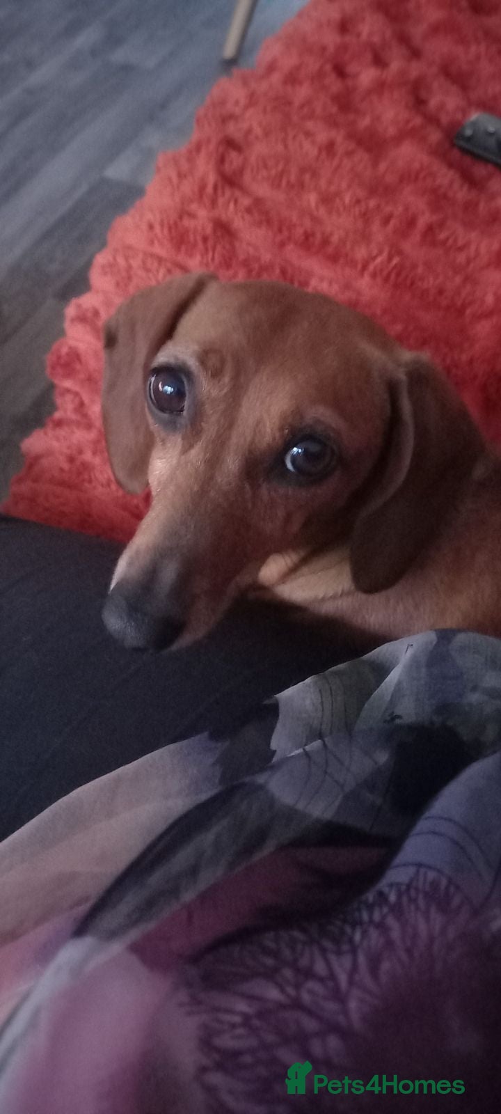 Dachshund dogs Daisy needs a loving home.  - Advert 1