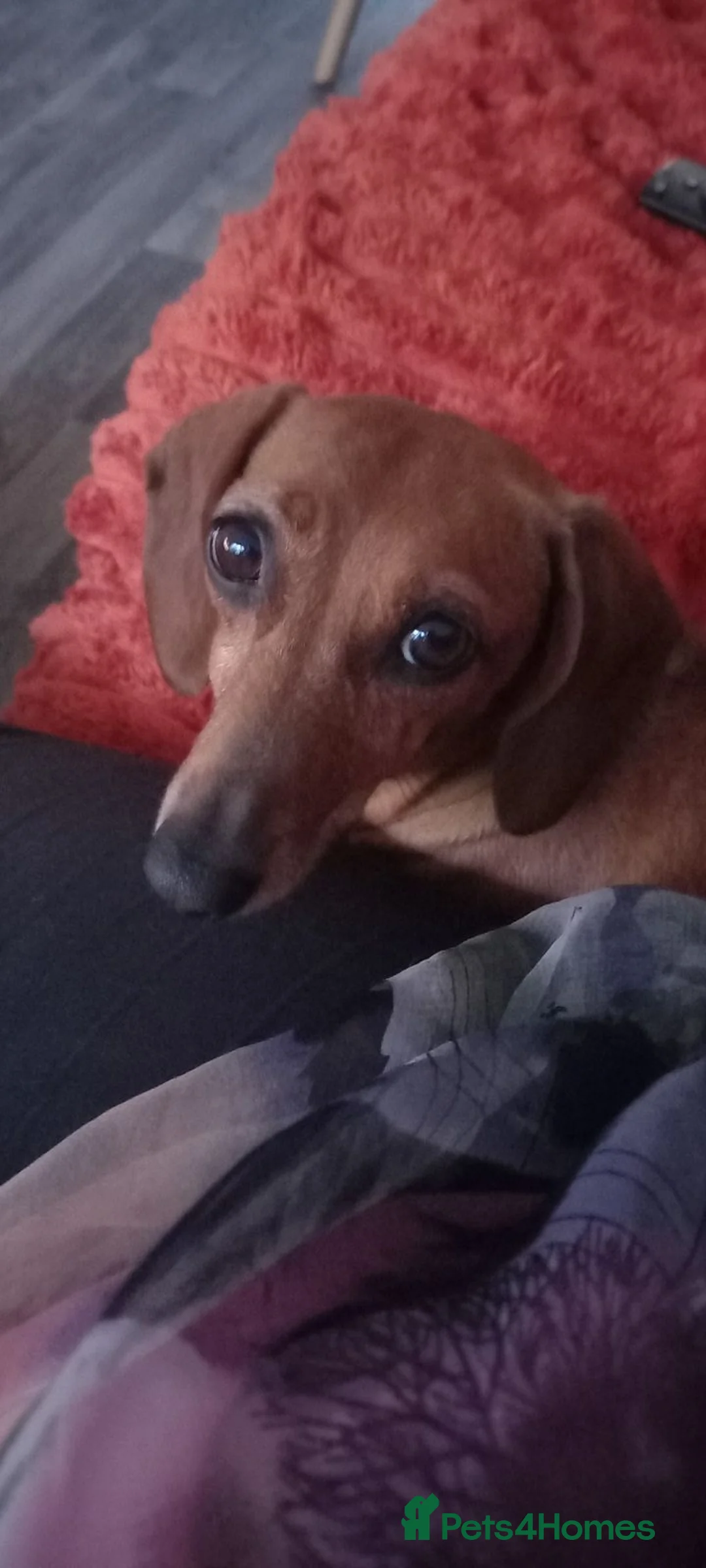 Dachshund dogs for sale: Daisy needs a loving home.  - Advert 1