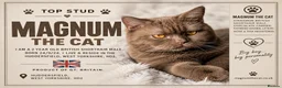 British Shorthair cats for stud: Cinnamon British Shorthair Stud PROVEN in Huddersfield - Advert 1