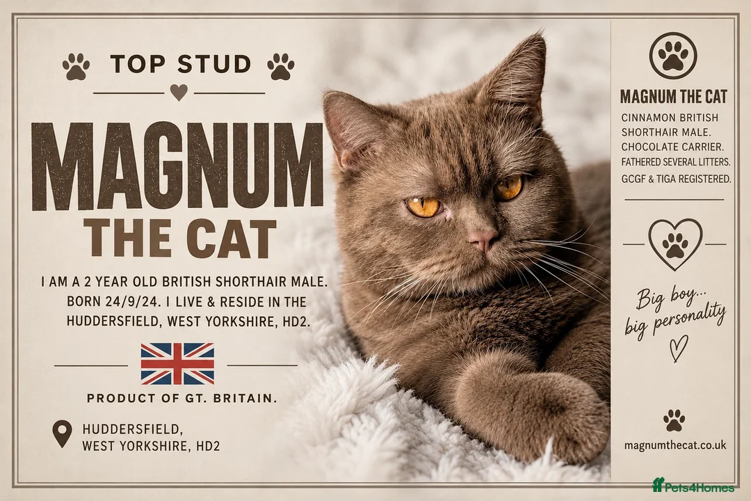 British Shorthair cats for stud: Cinnamon British Shorthair Stud PROVEN in Huddersfield - Advert 1