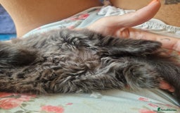 Mixed Breed cats for sale: Beautiful girl  - Image 15