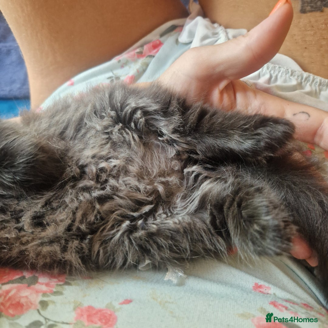 Mixed Breed cats for sale: Beautiful girl  - Image 15