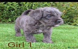 French Bulldog dogs for sale: French Bulldog Froodle Puppies  - Image 17