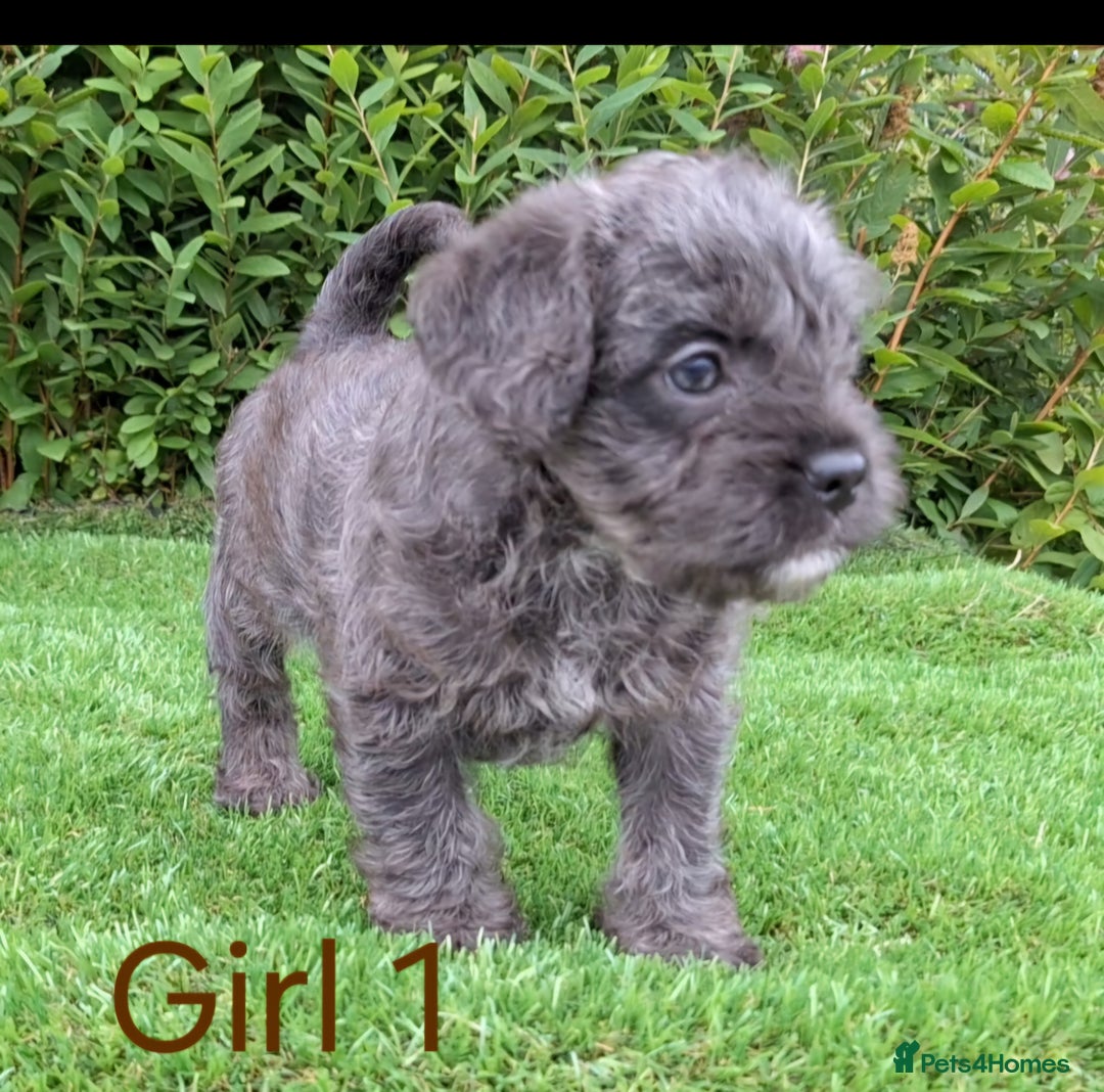 French Bulldog dogs for sale: French Bulldog Froodle Puppies  - Image 17