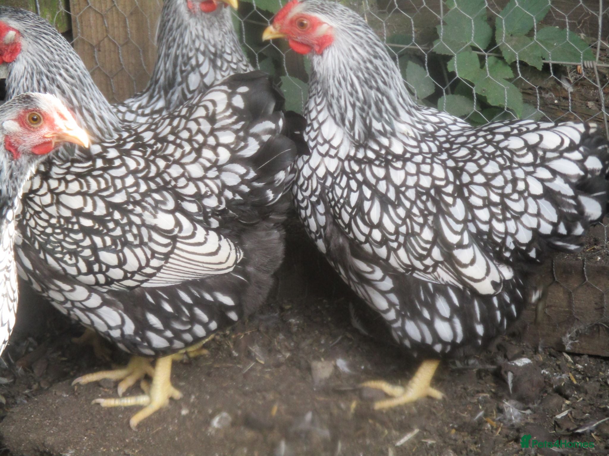 Chickens poultry Quality Silver Laced Wyandotte Bantam Pullets - Advert 6