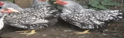 Chickens poultry for sale: Quality Silver Laced Wyandotte Bantam Pullets - Advert 1