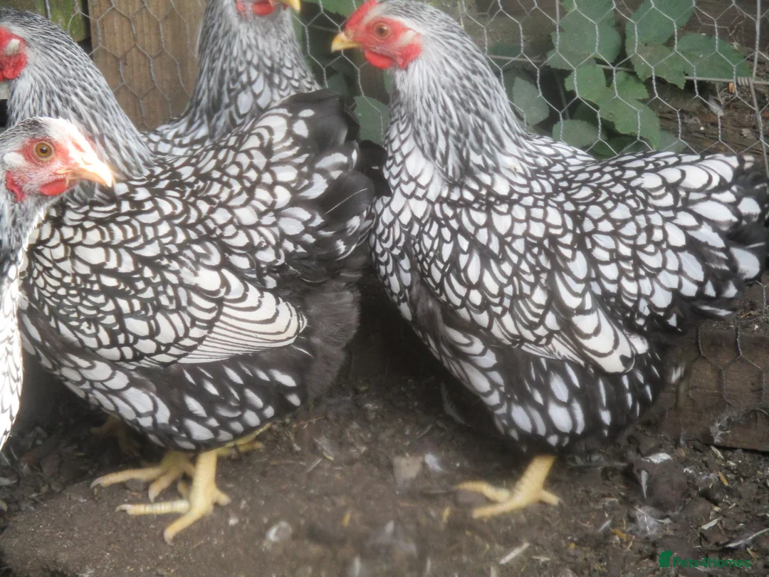Chickens poultry for sale: Quality Silver Laced Wyandotte Bantam Pullets - Advert 1