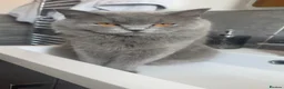British Shorthair cats for sale: Gorgeous British Shorthair Cross Kittens - Advert 9