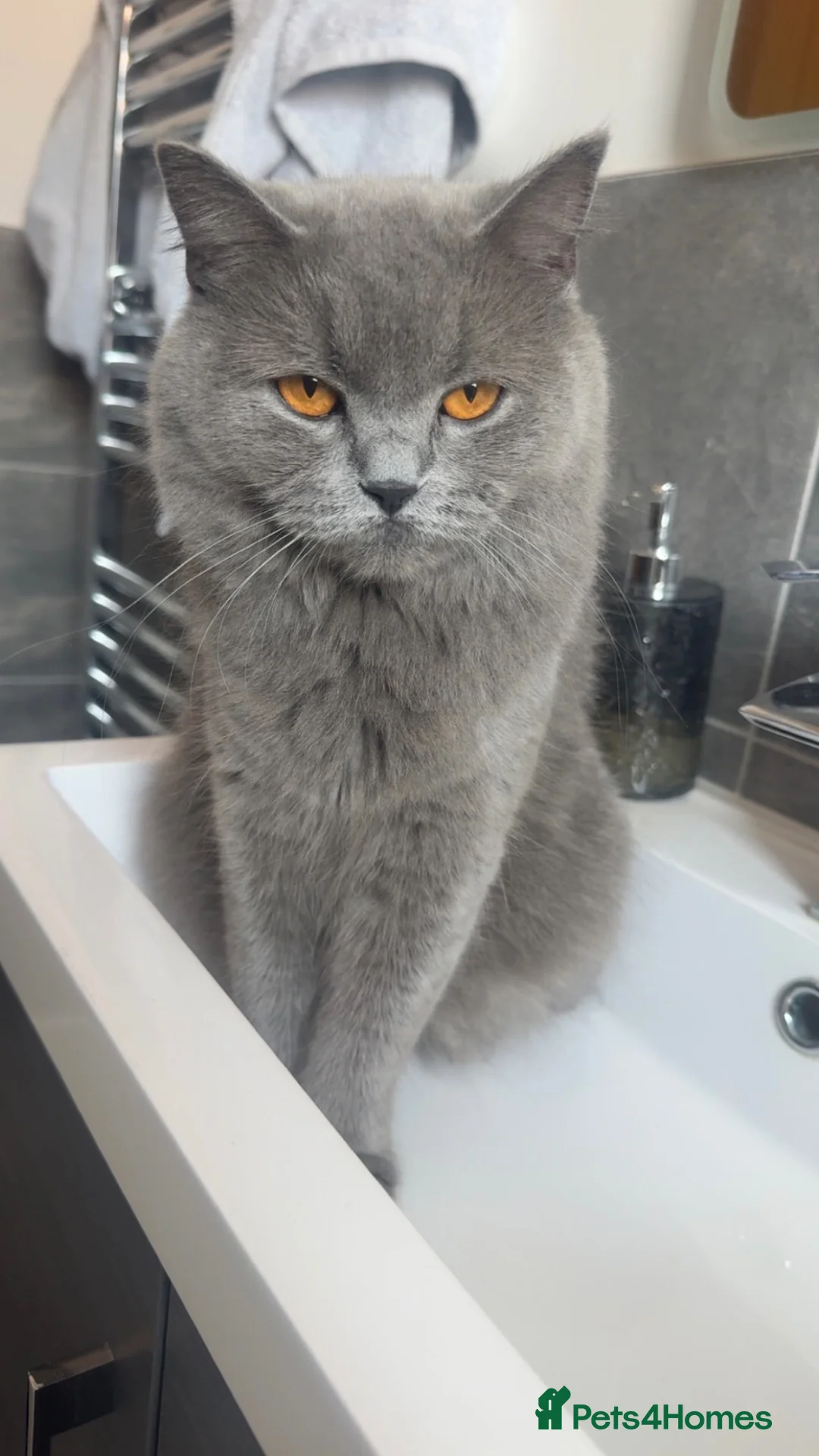 British Shorthair cats for sale: Gorgeous British Shorthair Cross Kittens - Advert 9