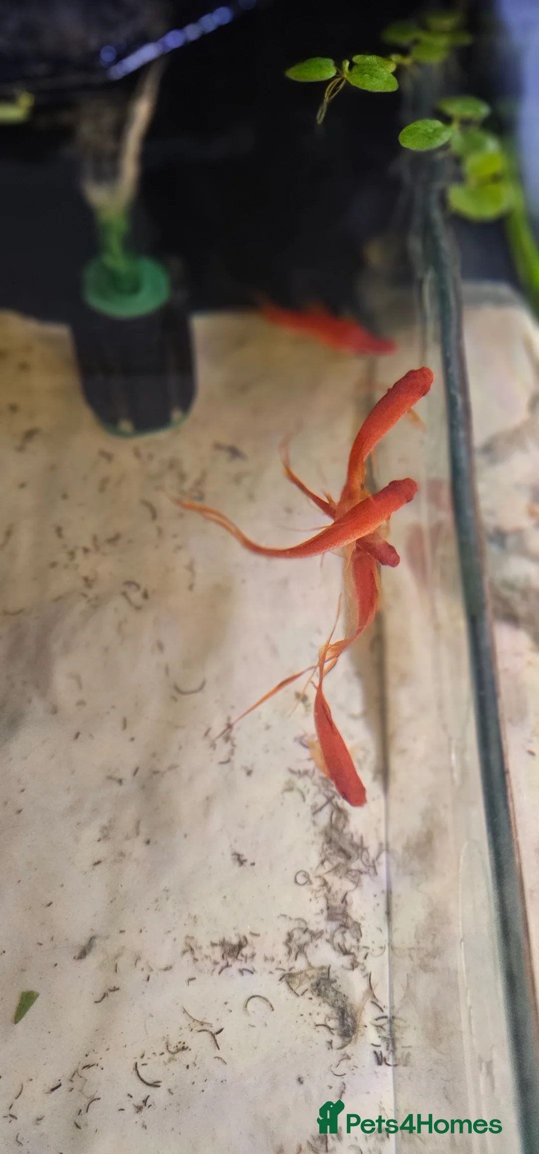 Swordtails fish for sale: Lyretail Male Adult Swordtails – Homebred - Advert 7