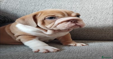English Bulldog dogs - Advert 5