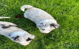 Border Collie dogs for sale: ABSOLUTELY GORGEOUS BORDER COLLIE PUPS - Image 9