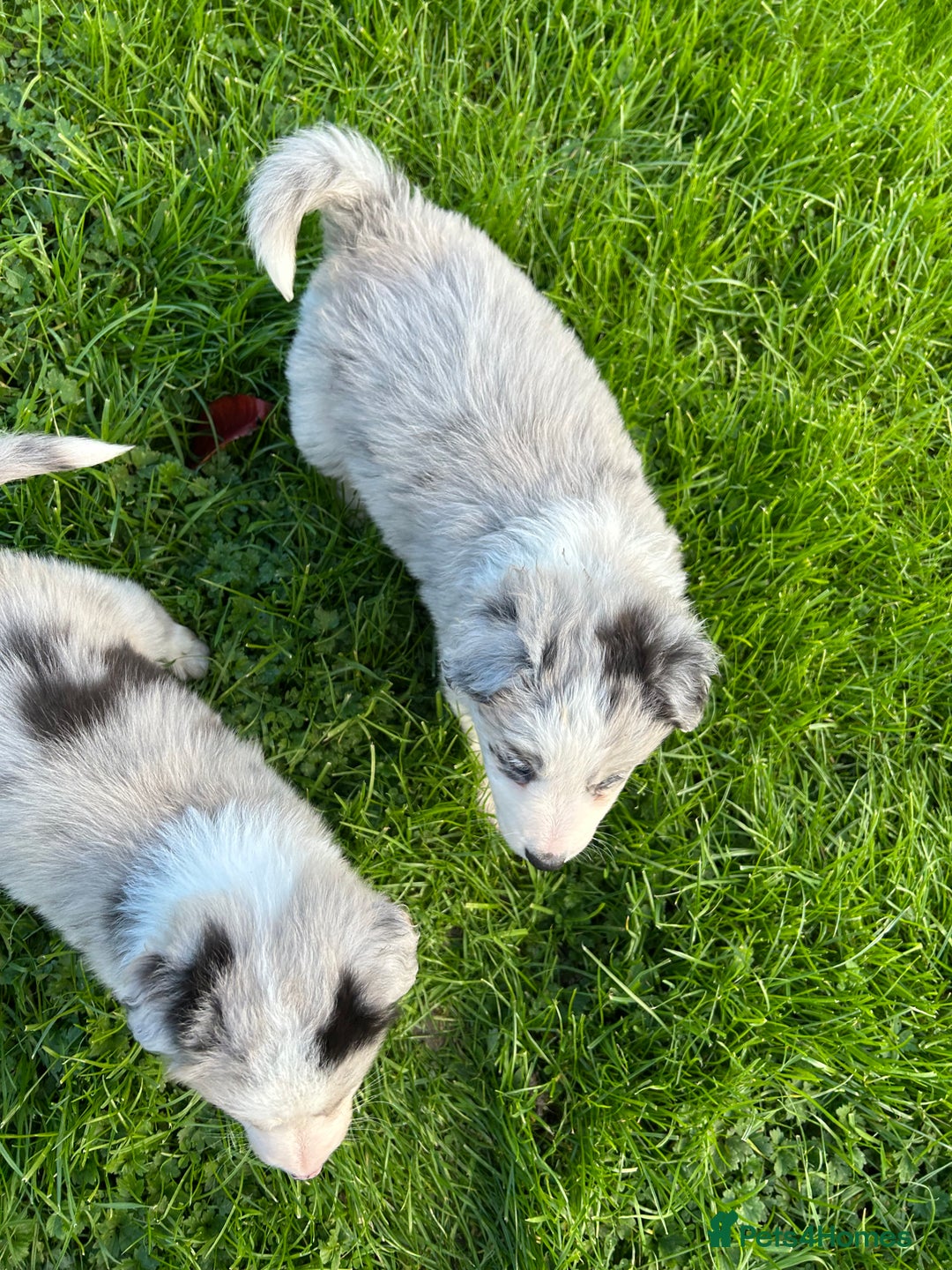 Border Collie dogs for sale: ABSOLUTELY GORGEOUS BORDER COLLIE PUPS - Image 9