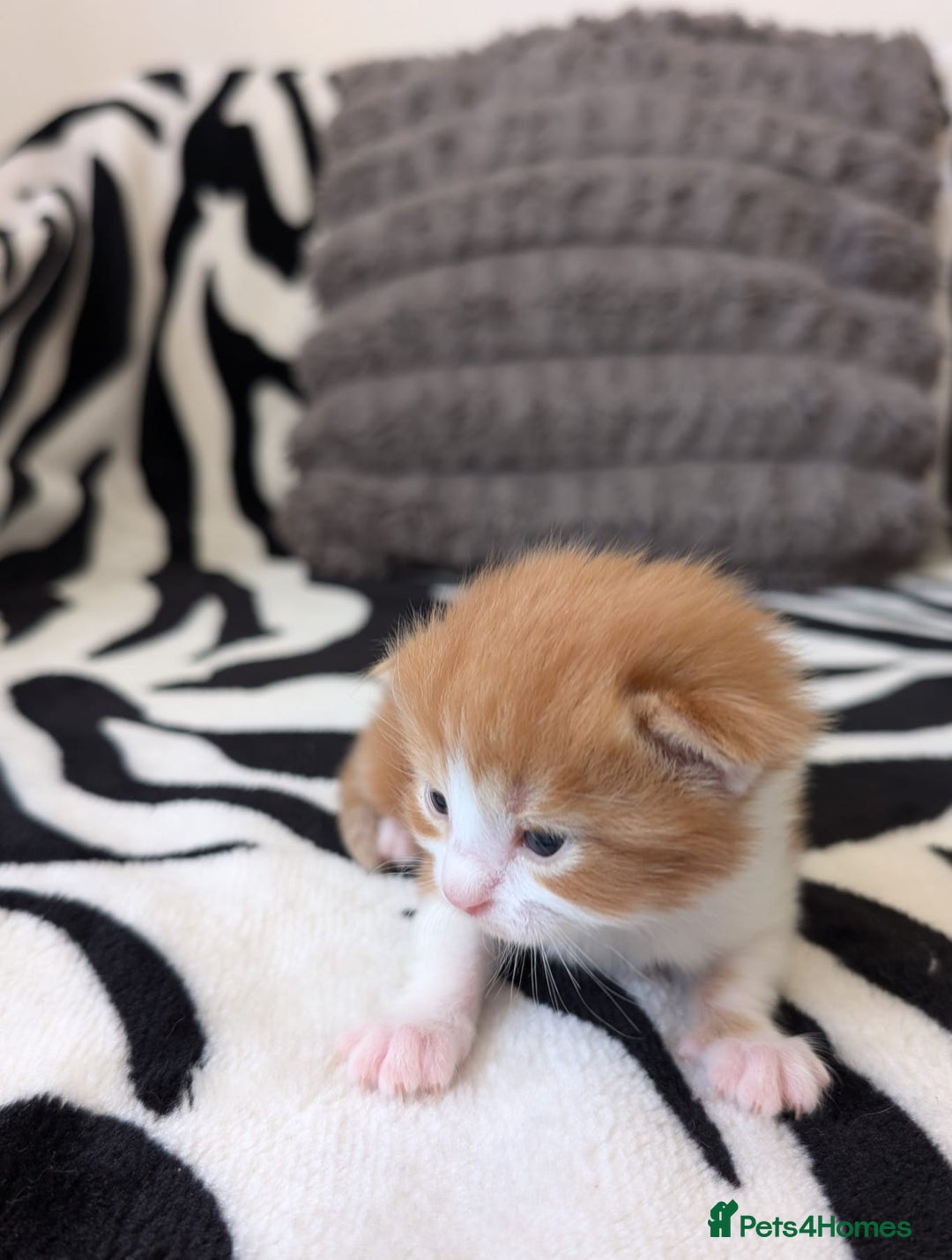 Mixed Breed cats for sale: Kittens  - Image 3