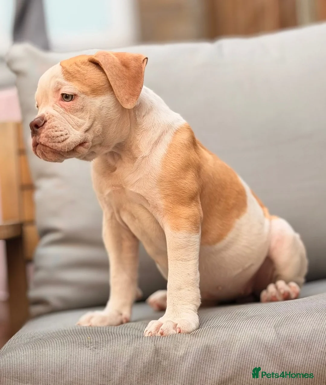 English Bulldog dogs for sale: Old English bulldog  in Croydon - Advert 2