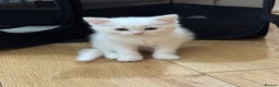 Scottish Fold cats for sale: Scottish fold kittens for sale ready to leave  - Advert 9