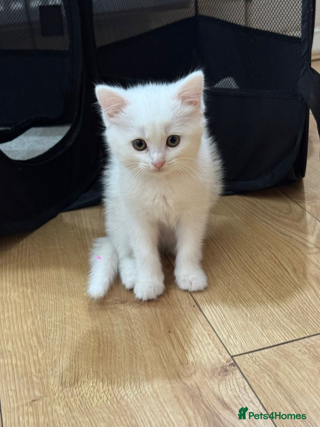 Scottish Fold cats for sale: Scottish fold kittens for sale ready to leave  - Advert 9