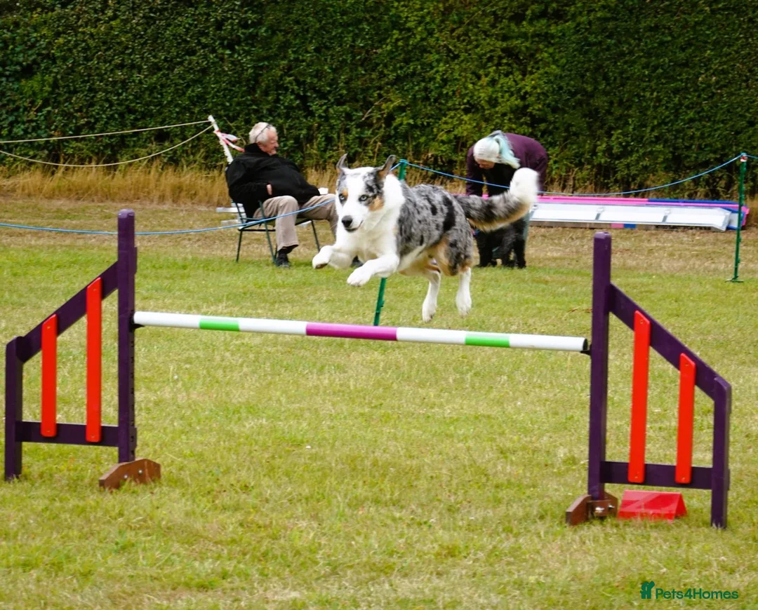 Border Collie dogs for stud: (provide) tr blue Merle border collie  in Otley - Advert 9