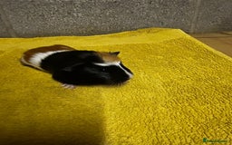 Guinea Pig rodents for sale: Two lovely guinea pigs for sale! - Image 5