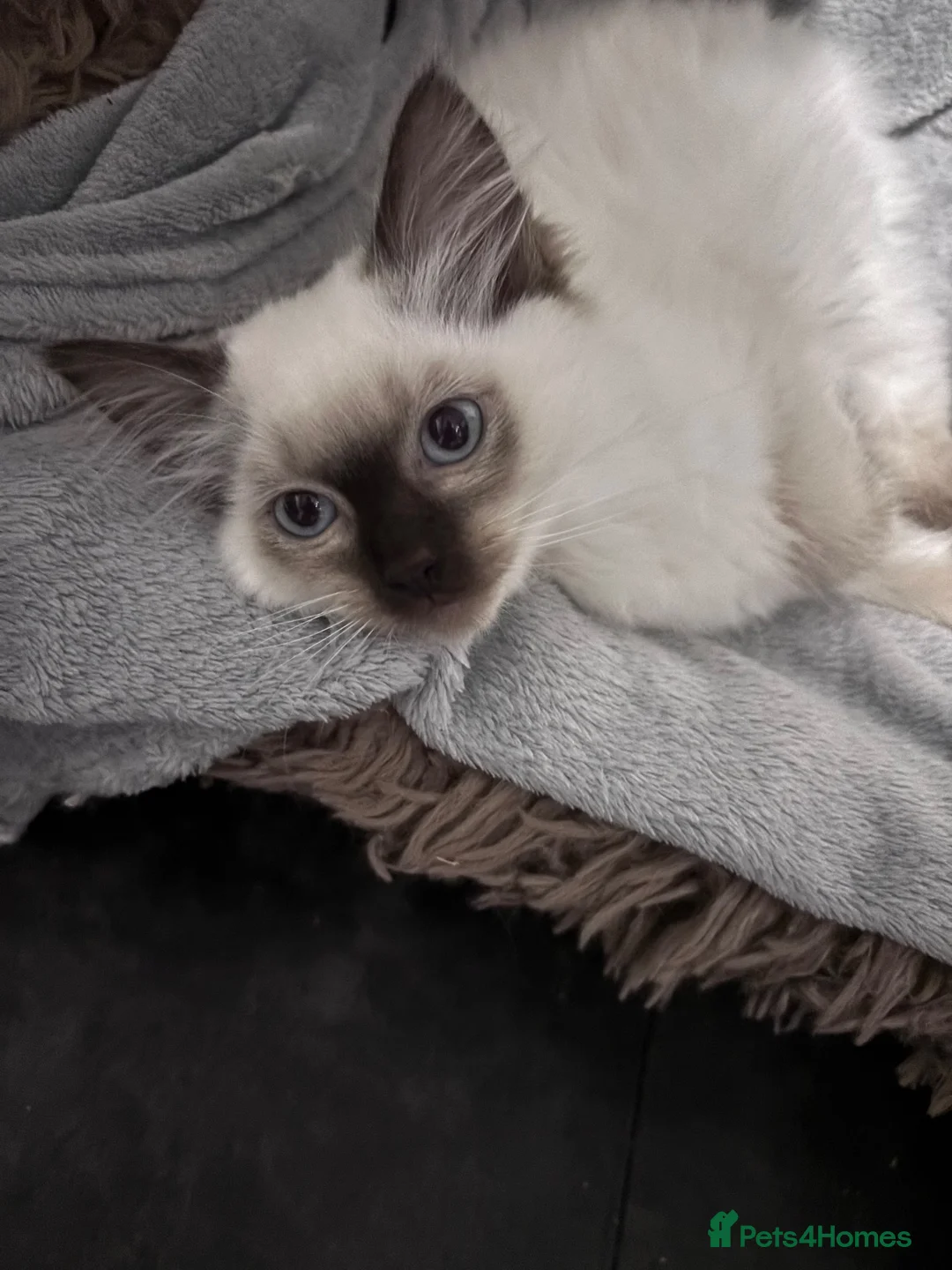 Ragdoll cats for sale: Female ragdoll seal point  - Advert 2