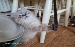 Ragdoll cats for sale: Pure loving ragdool ready for new home  - Image 18