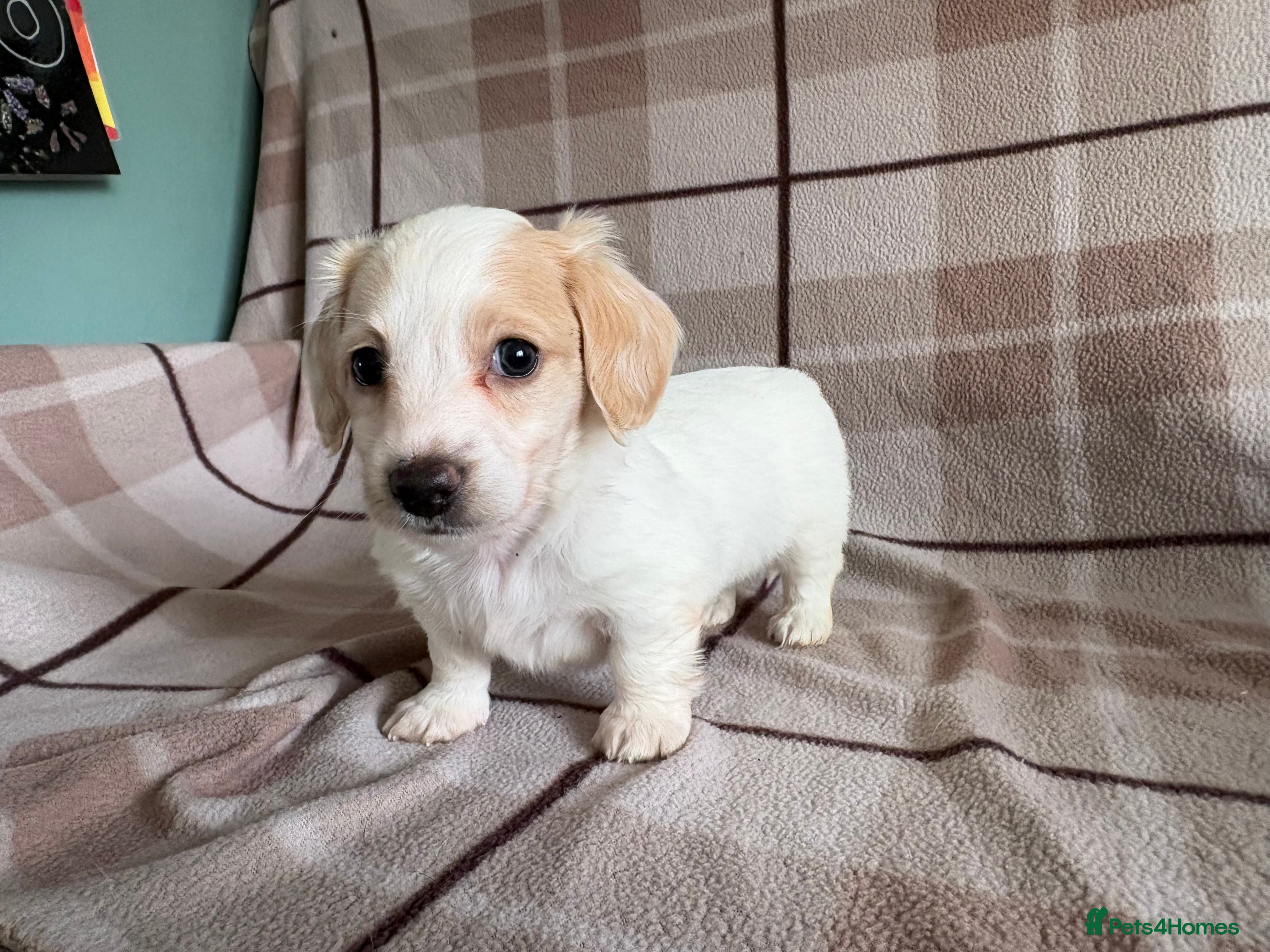 Miniature Dachshund dogs Miniature dachshunds - Advert 13