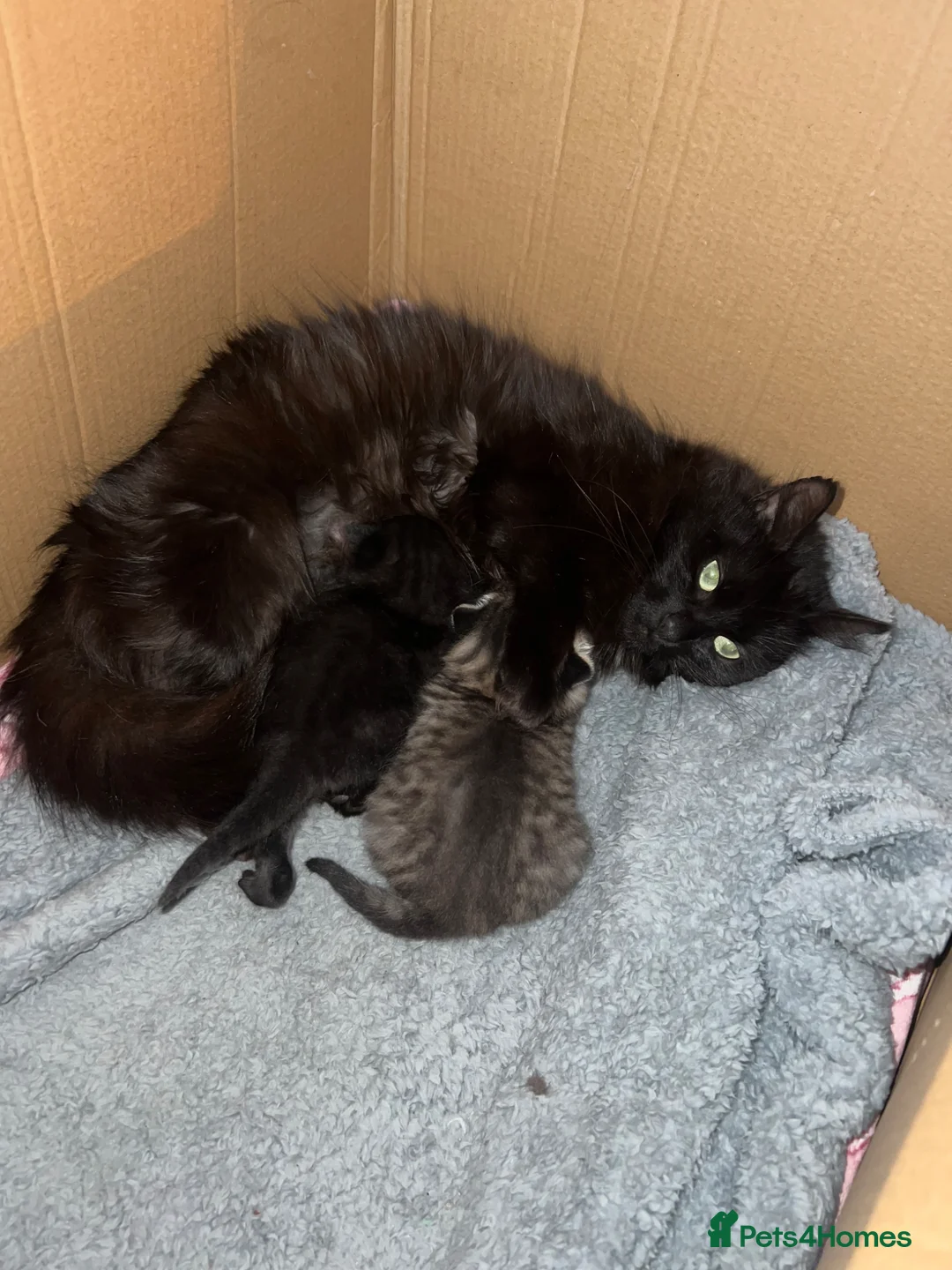 Norwegian Forest Cat cats for sale: 2 Stunning Females Looking For Homes👀🏡 in Eastleigh - Advert 1