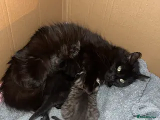 Norwegian Forest Cat cats 2 Stunning Females Looking For Homes👀🏡 - Advert 4