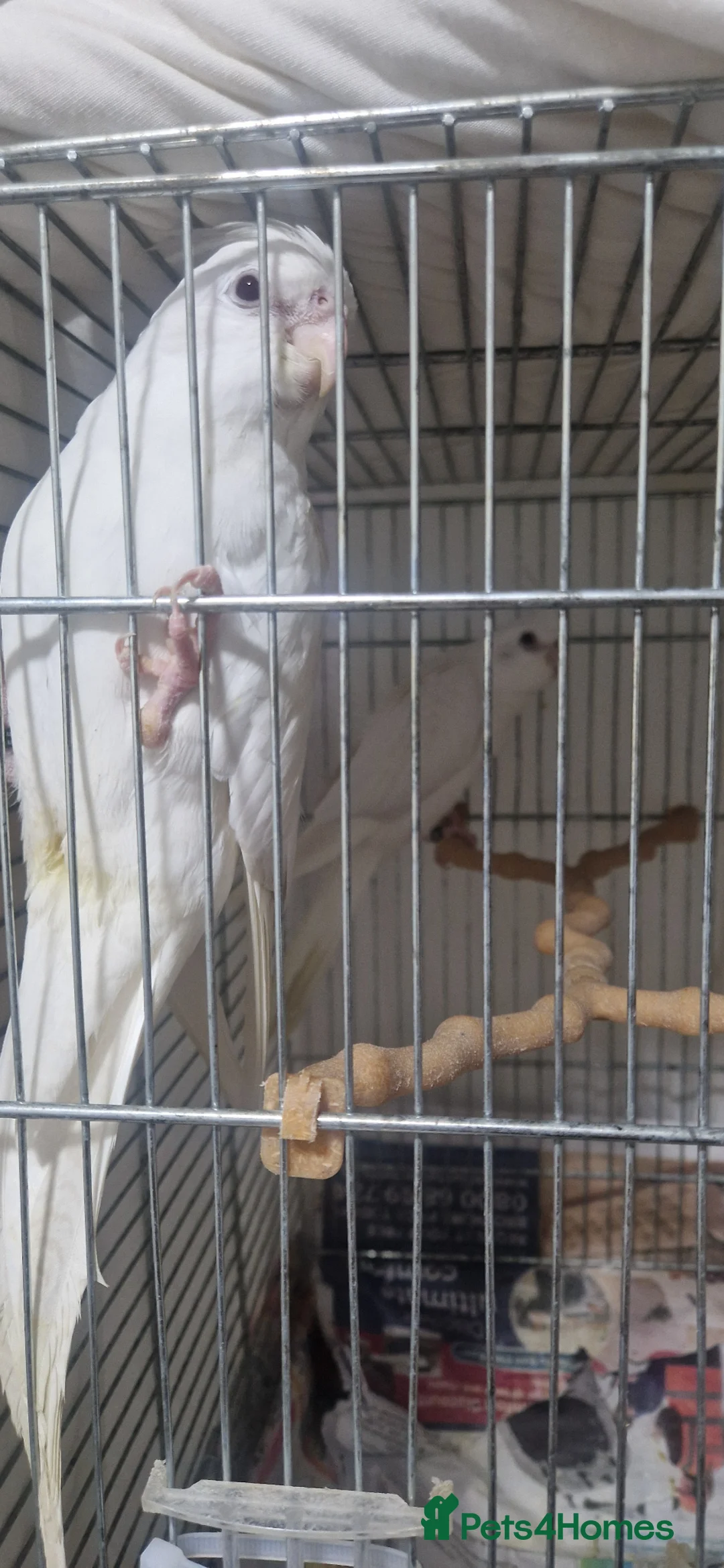 Cockatiels birds for sale: Hand reared Albino cockatiels - Advert 4