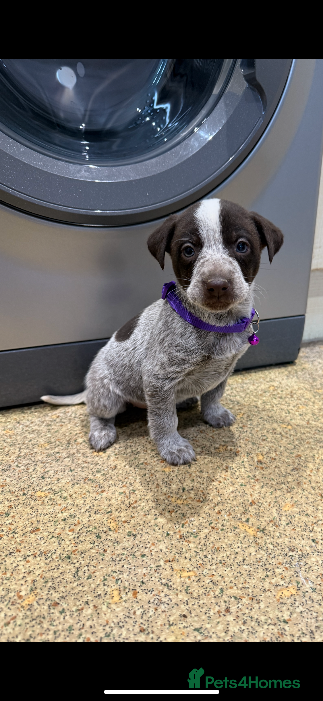 Mixed Breed dogs Coco is looking for her forever Home 🐶 - Advert 2