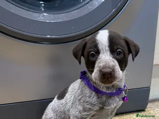 Mixed Breed dogs Coco is looking for her forever Home 🐶 - Advert 2