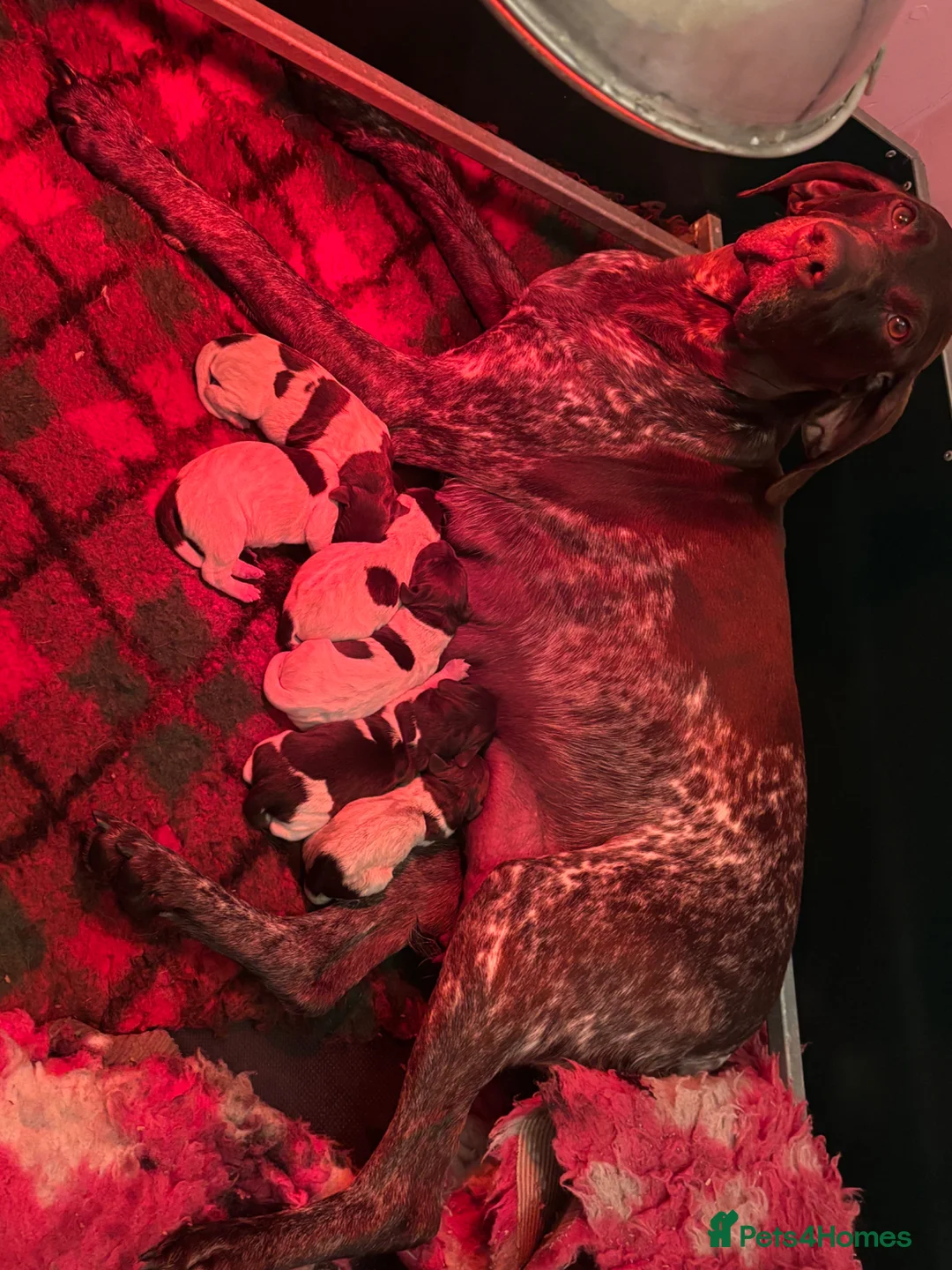German Shorthaired Pointer dogs for sale: Working German Short haired pointers  - Advert 1