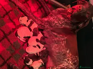 German Shorthaired Pointer dogs for sale: Working German Short haired pointers - Advert 1