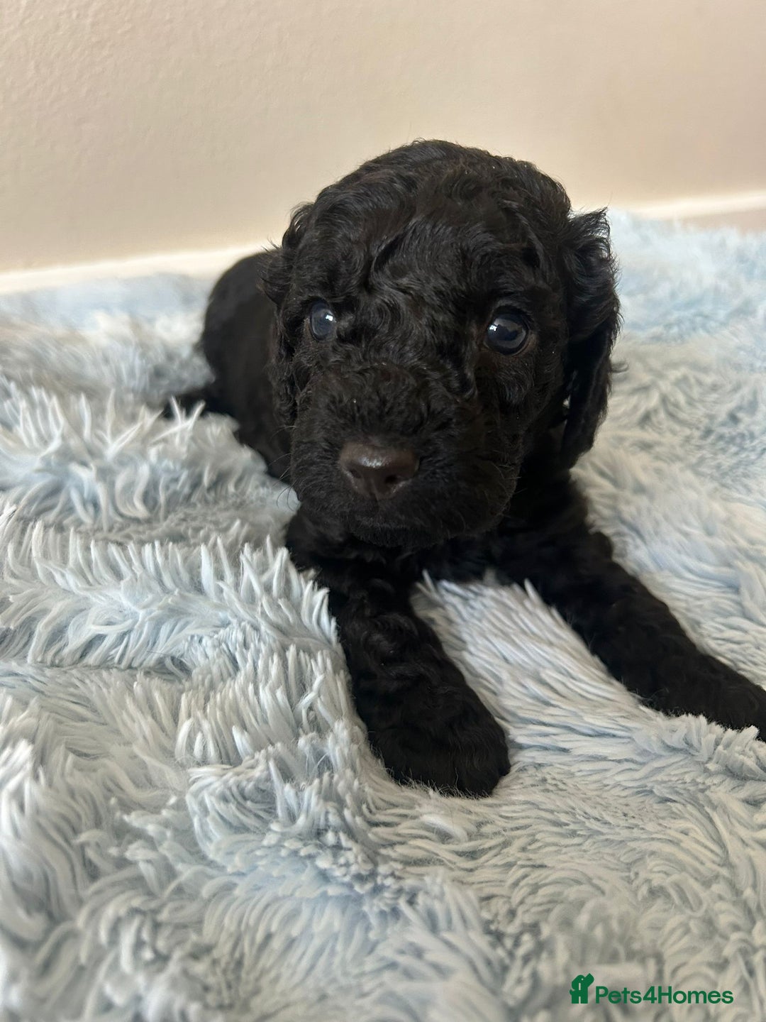 Cockapoo dogs for sale: 🖤BEAUTIFUL COCKAPOO FOR SALE🖤 - Advert 13