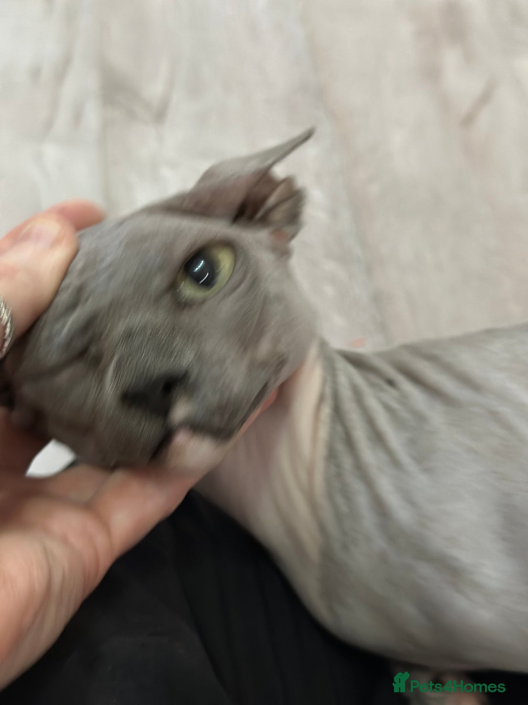 Sphynx cats for sale: Bambino blue girl  - Image 8