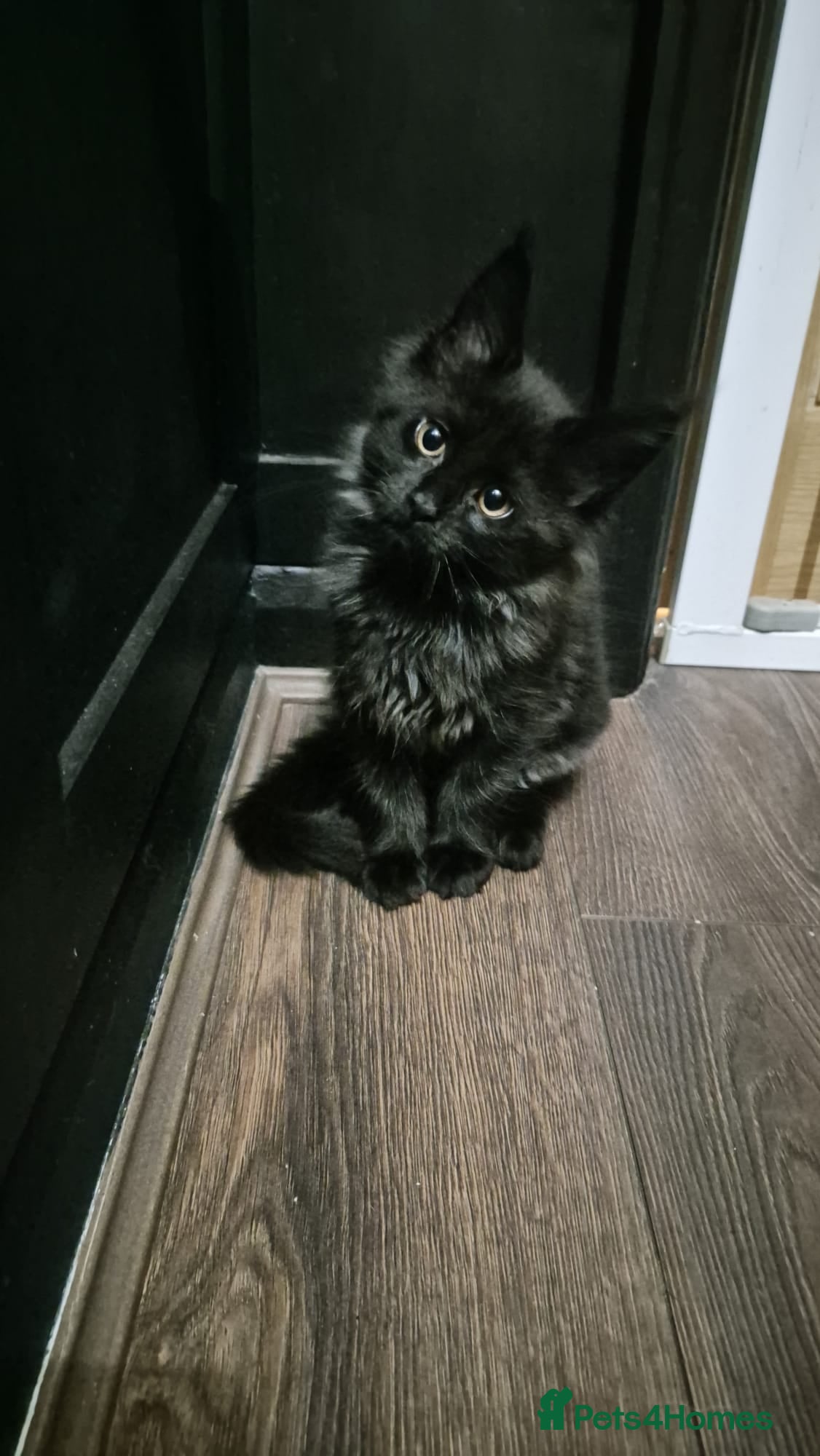 Maine Coon cats  2 Black Smoke Maine Coon kittens  READY TO LEAVE - Advert 12