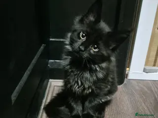 Maine Coon cats 2 Black Smoke Maine Coon kittens READY TO LEAVE - Advert 12