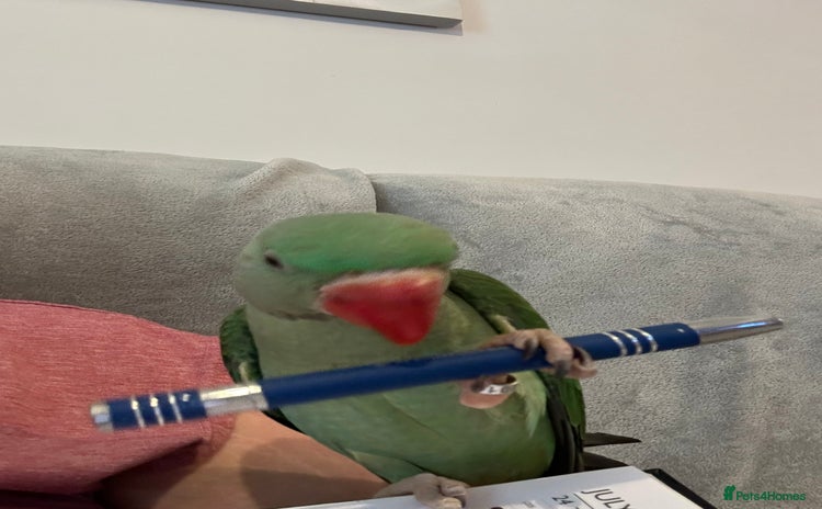 Parakeets birds - Advert 2