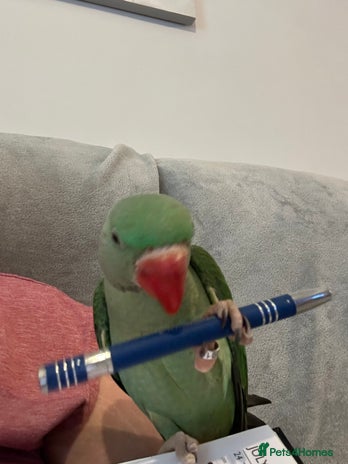 Parakeets birds - Advert 15